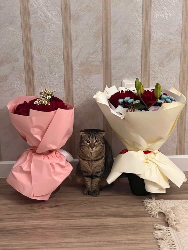 Эльза  кошка   девочка