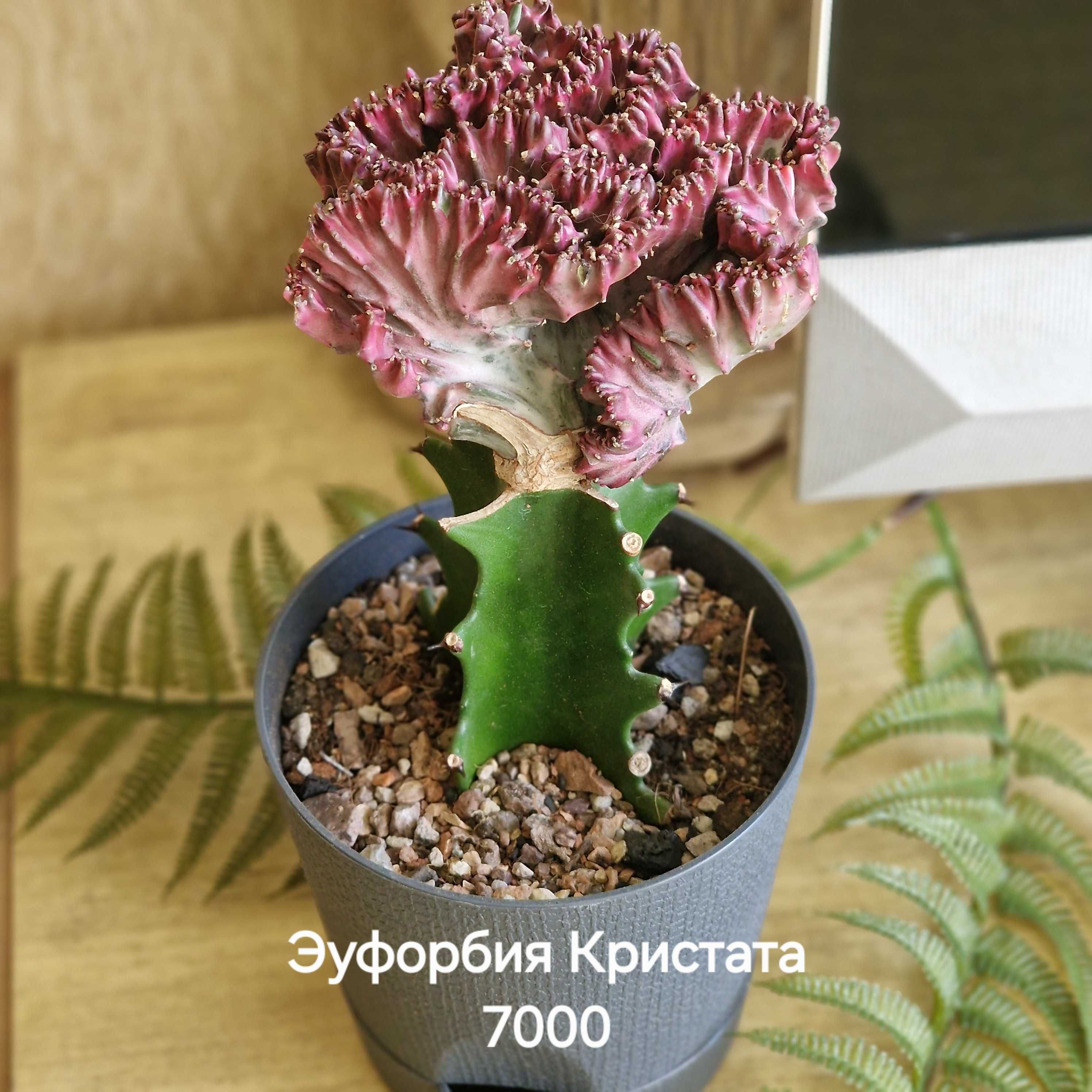 Суккуленты разные, эхеверии, кактусы, эуфорбия, бонсай, алоэ