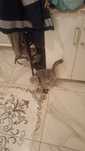 Бесплатно Вислоухи Кошка