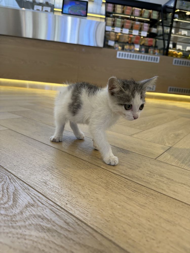 Котёнок ищет семью