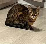 Отдам кота бесплатно