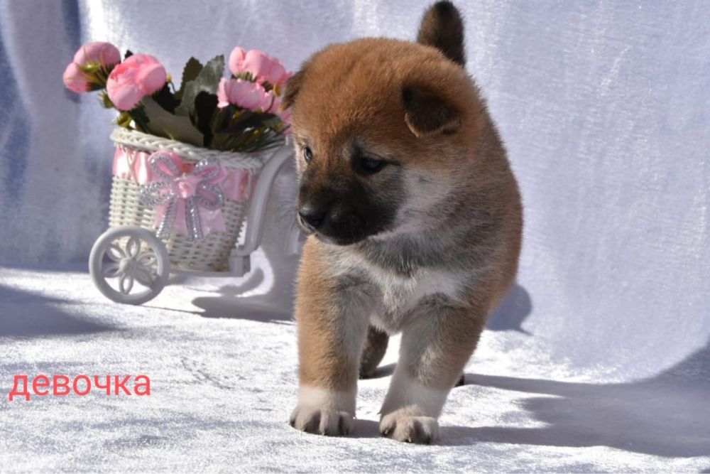 японские сибы разного окраса