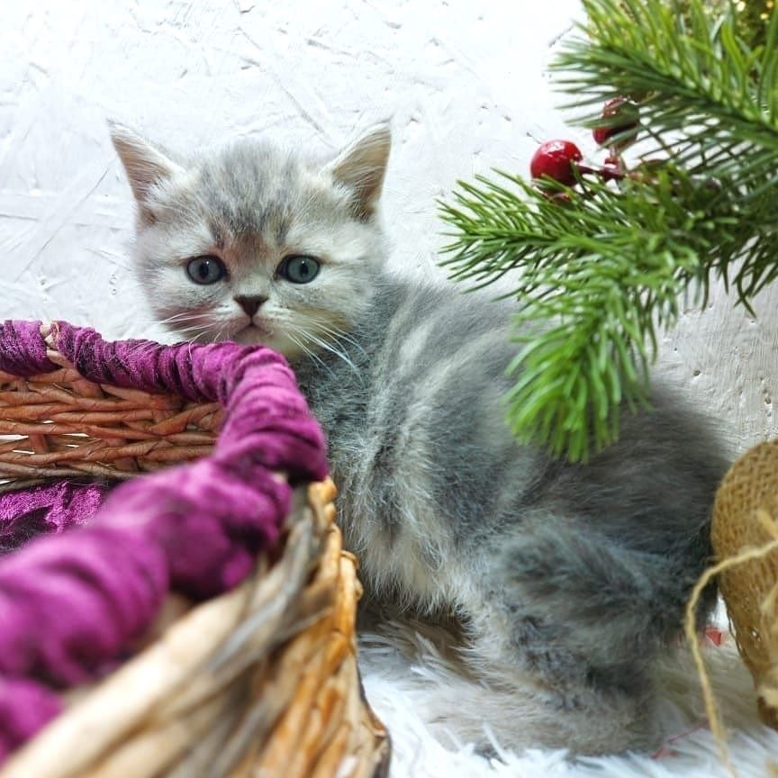 ШотЛанДскиЕ кОтяТки