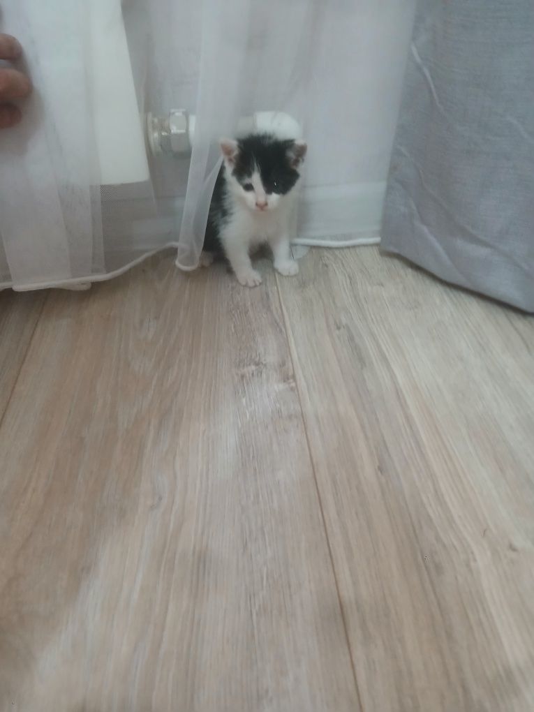 Котёнок, девочка, 3месяца