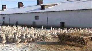 Гусиное инкубационное яйцо в наличии тяжёлый мясной тип