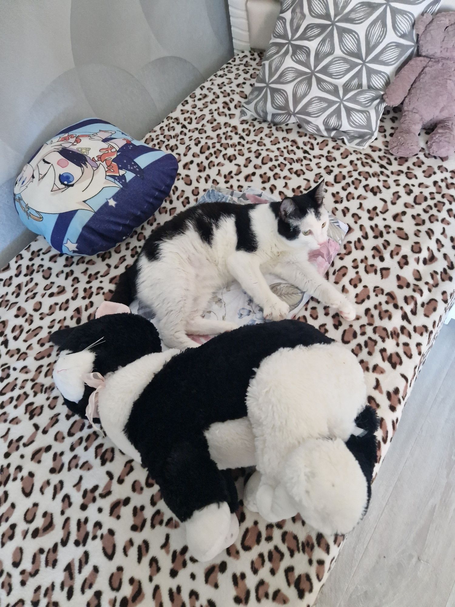 Котик в поисках дома