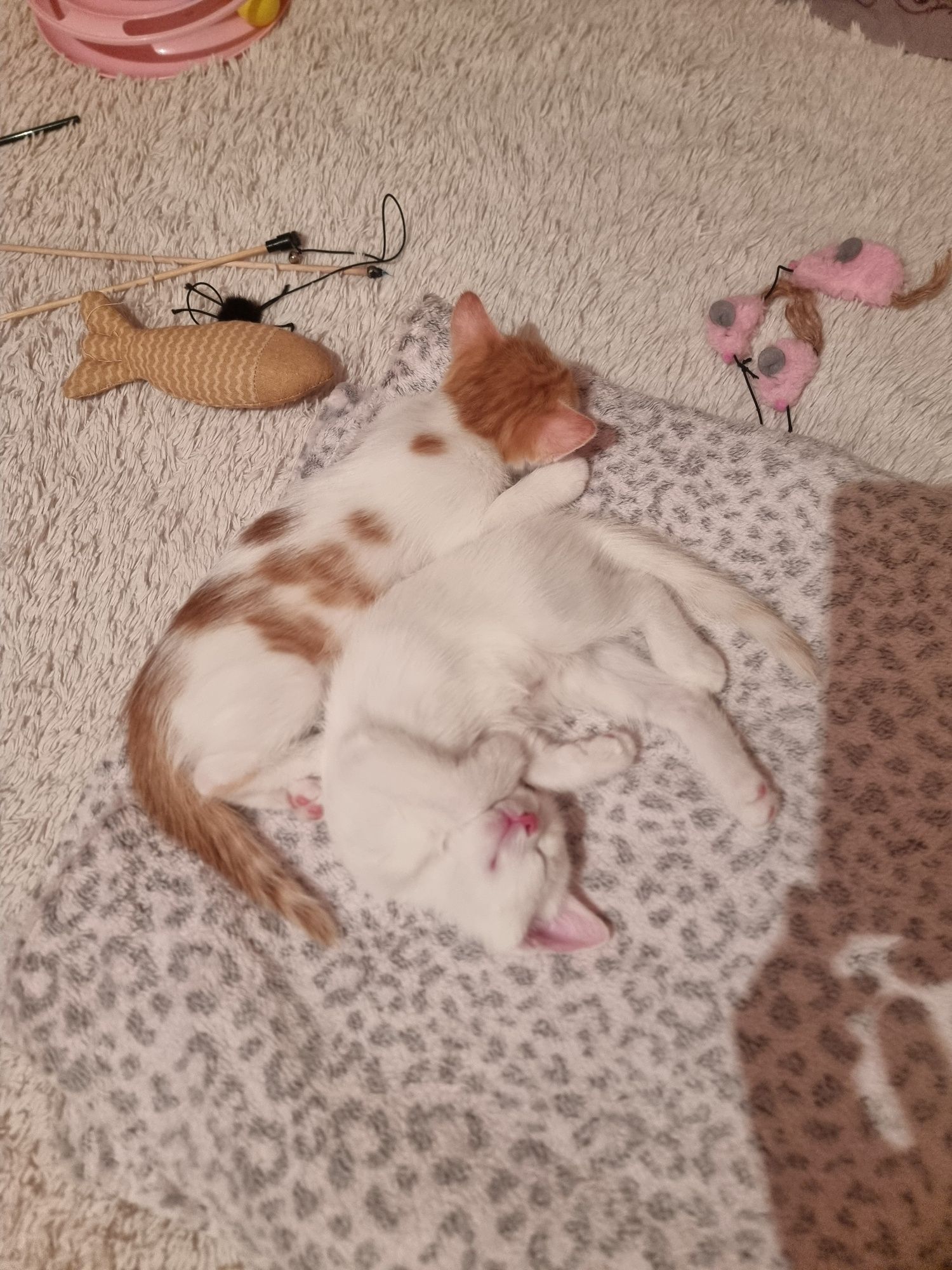 Домашние котята.
