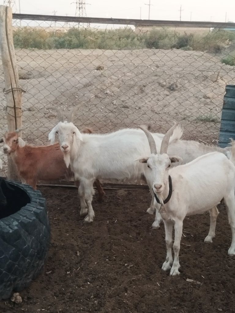 Ешкі сатылады срочно