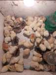 Продам домашних цыплят