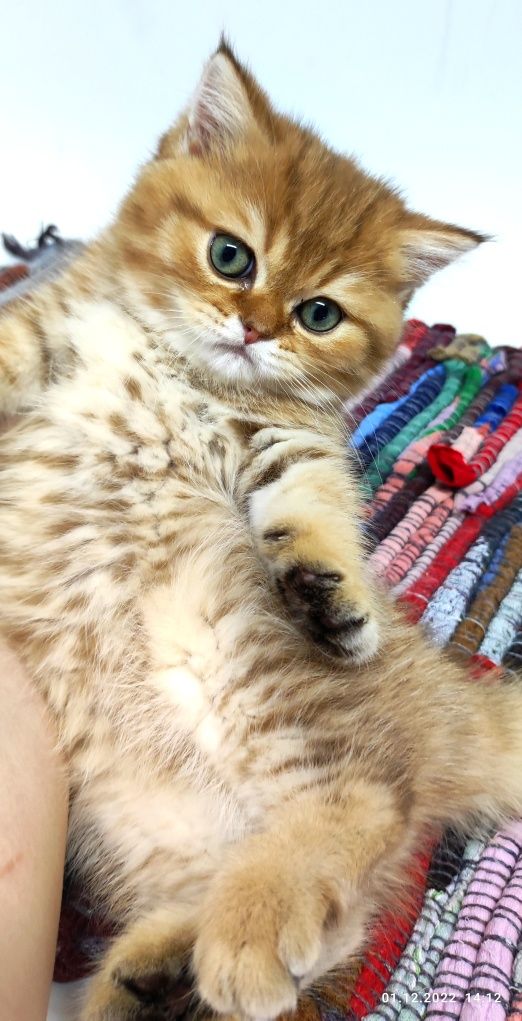 Кошечка и котик британские