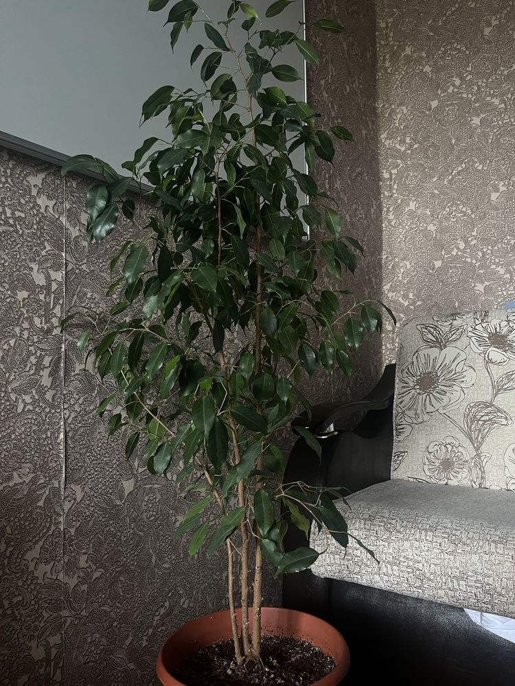 Фикус Бенджамина, 110 см