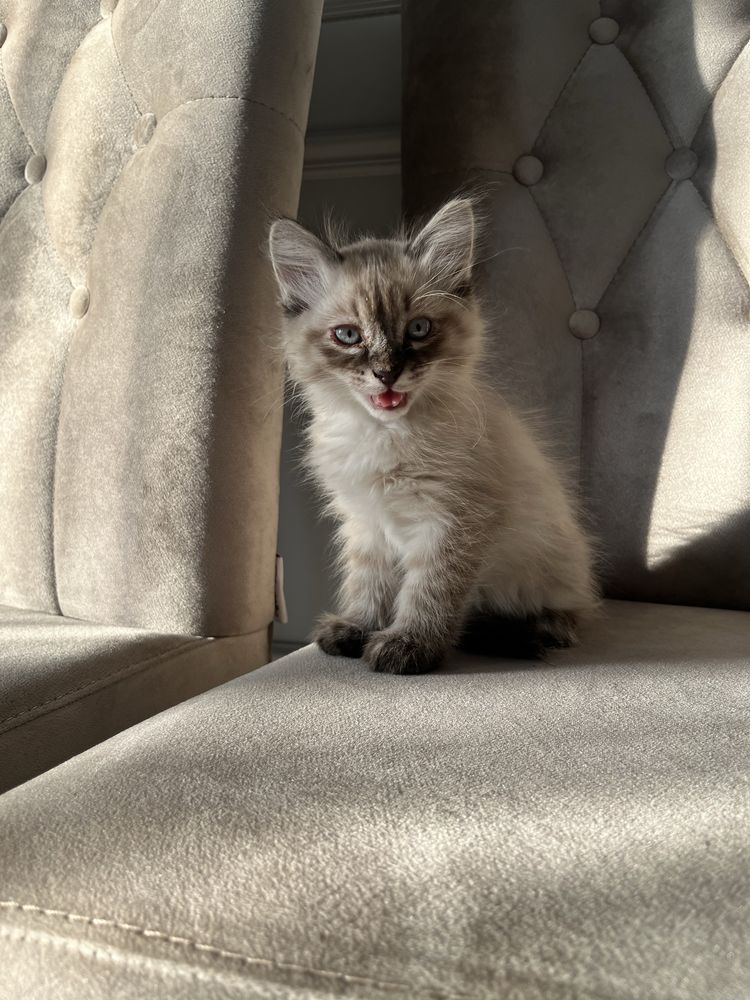 Кот породистый мальчик