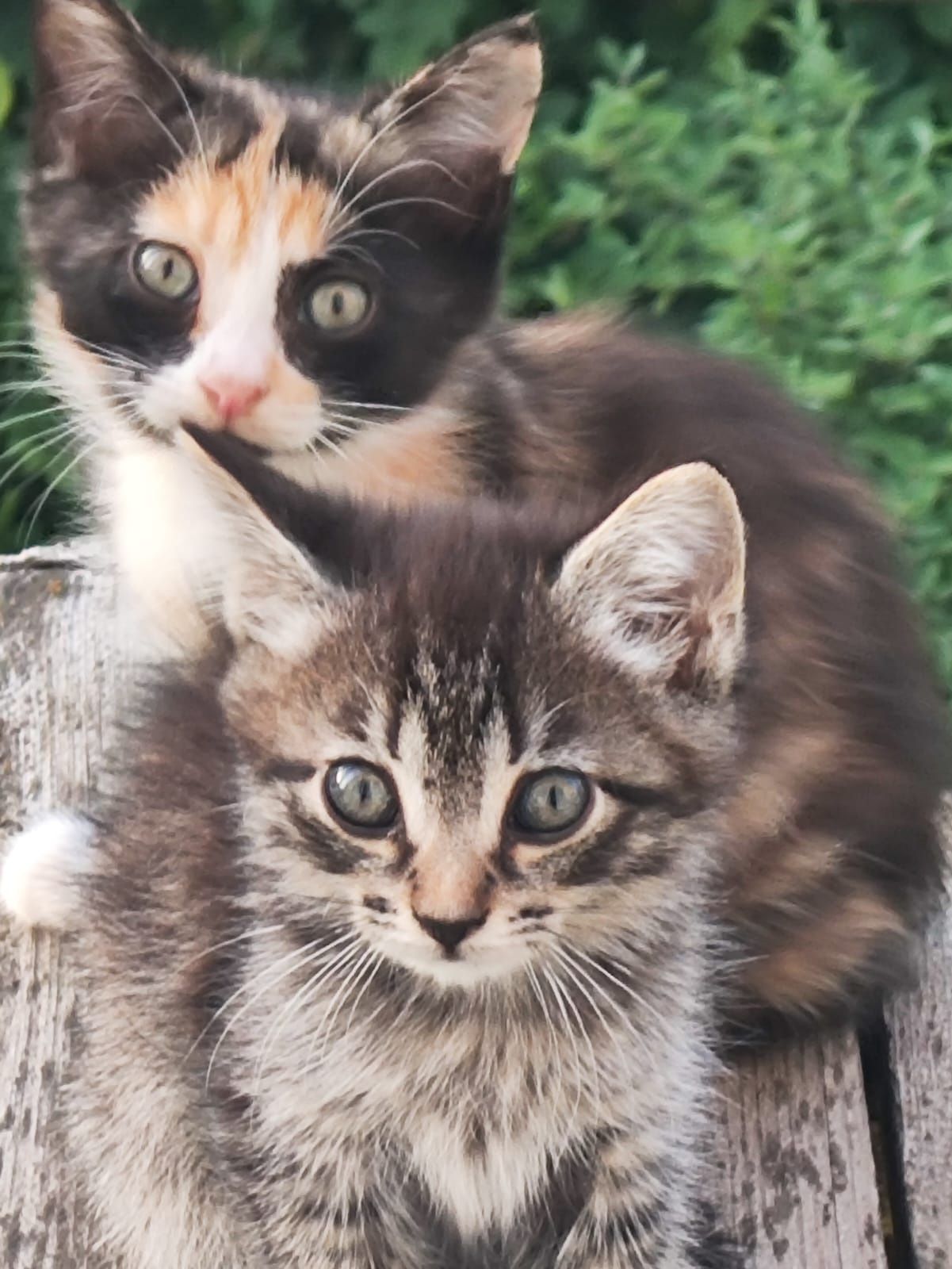 Отдам домашних котят в хорошие руки