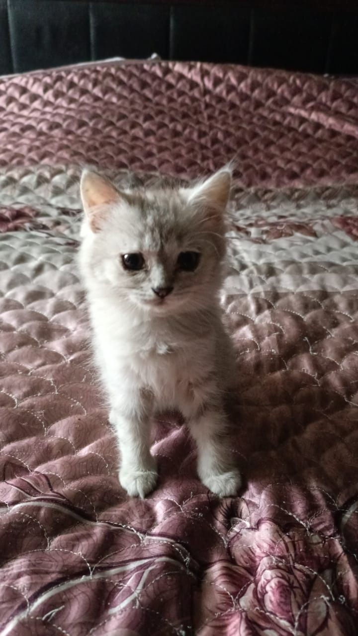 Продам милых котят