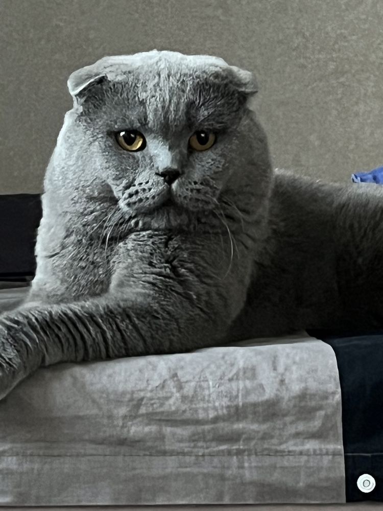 Пропал кот ПУШОК