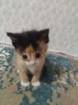 Маленкая милая кошка.