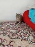 Отдам котят в хорошие руки
