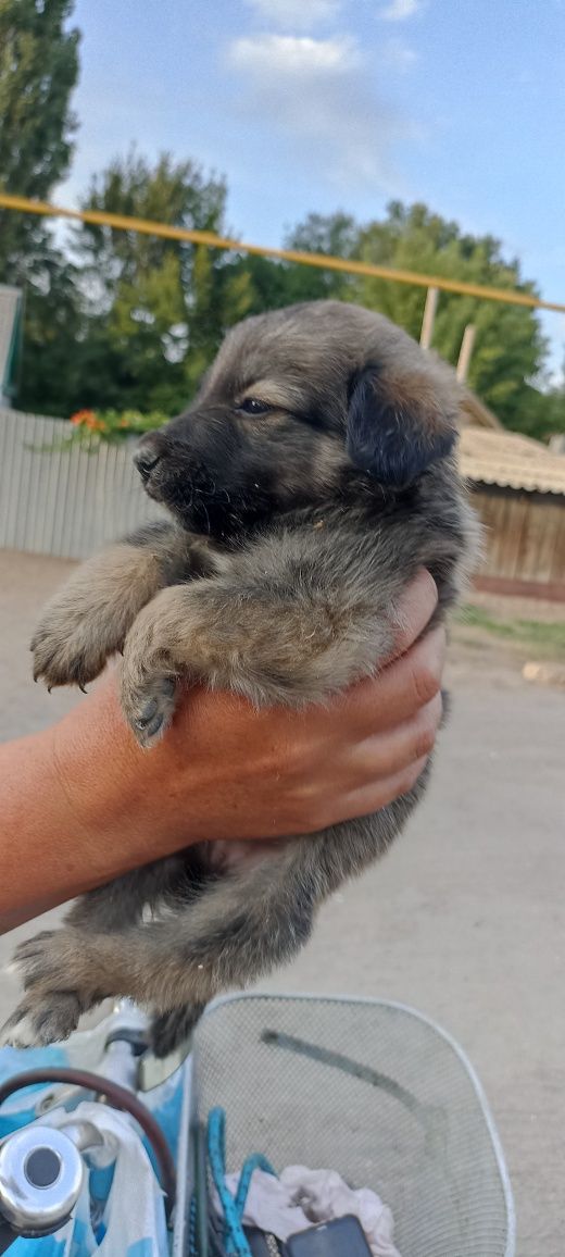 Щенки,шенульки разные!