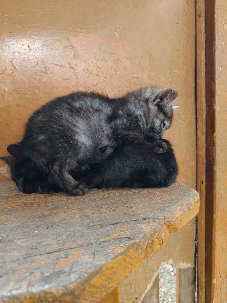 Отдам котят в добрые руки