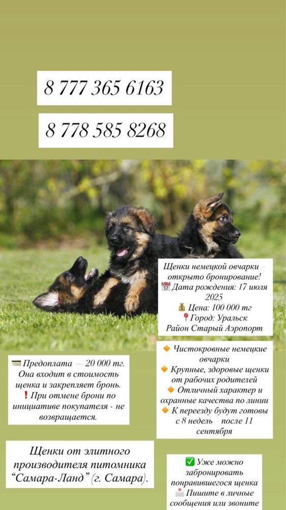 Продажа щенков немецкой овчарки