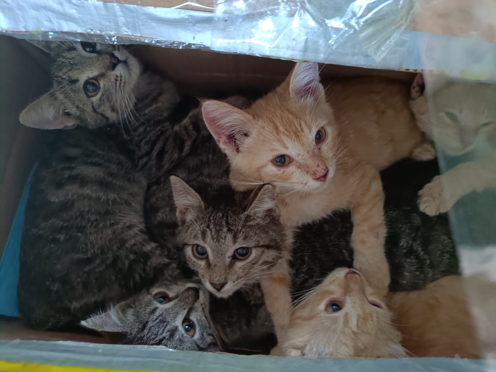 Раздаю котят в добрые руки