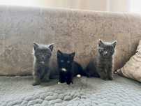 Отдам котят в добрые руки