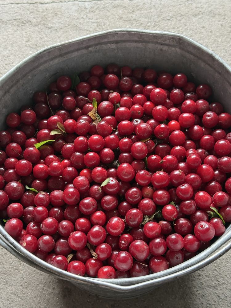 Вишня домашняя продам только сегодня
