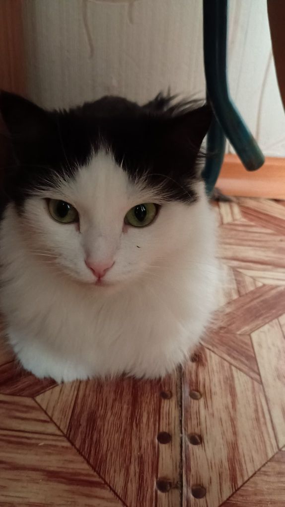Кошечка ищет дом