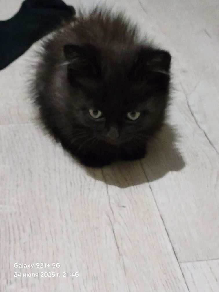 Отдам котенка даром