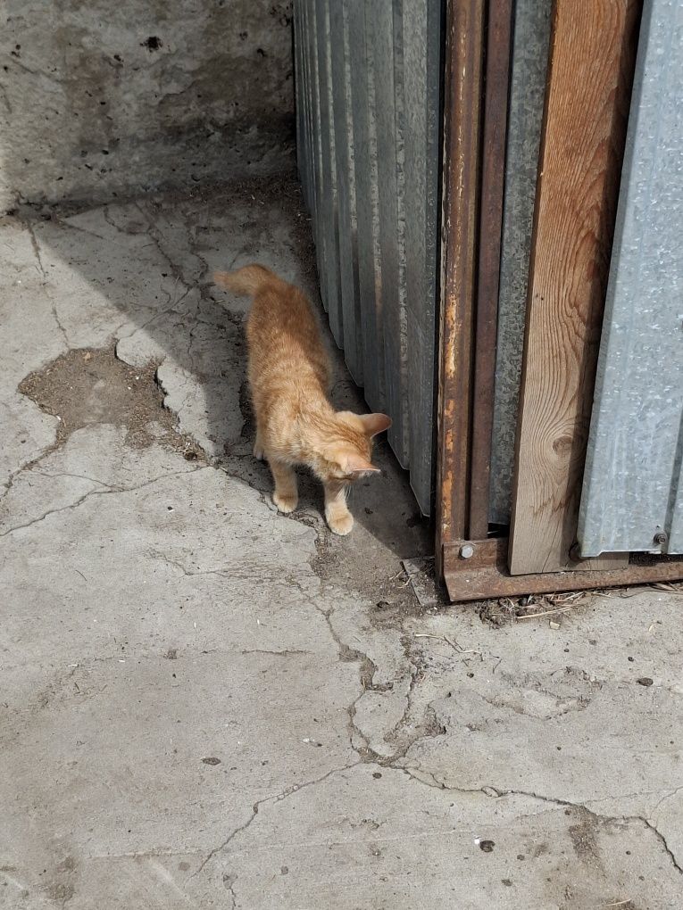 Отдам котенка!!!