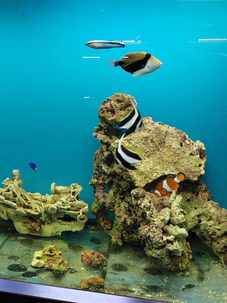 Морской аквариум