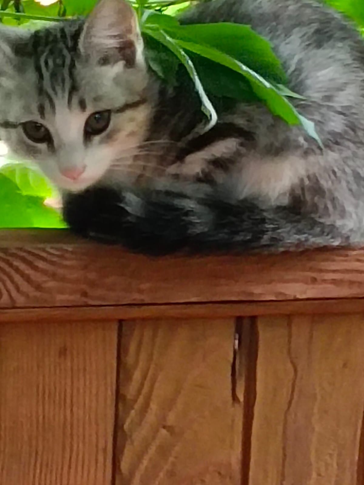 Отдам котят два месяца