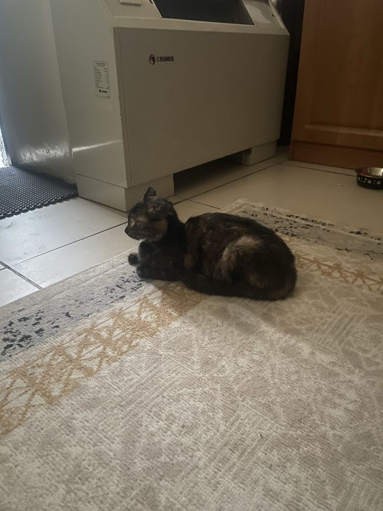 Пристраиваю кошку умную кошку в добрые руки.