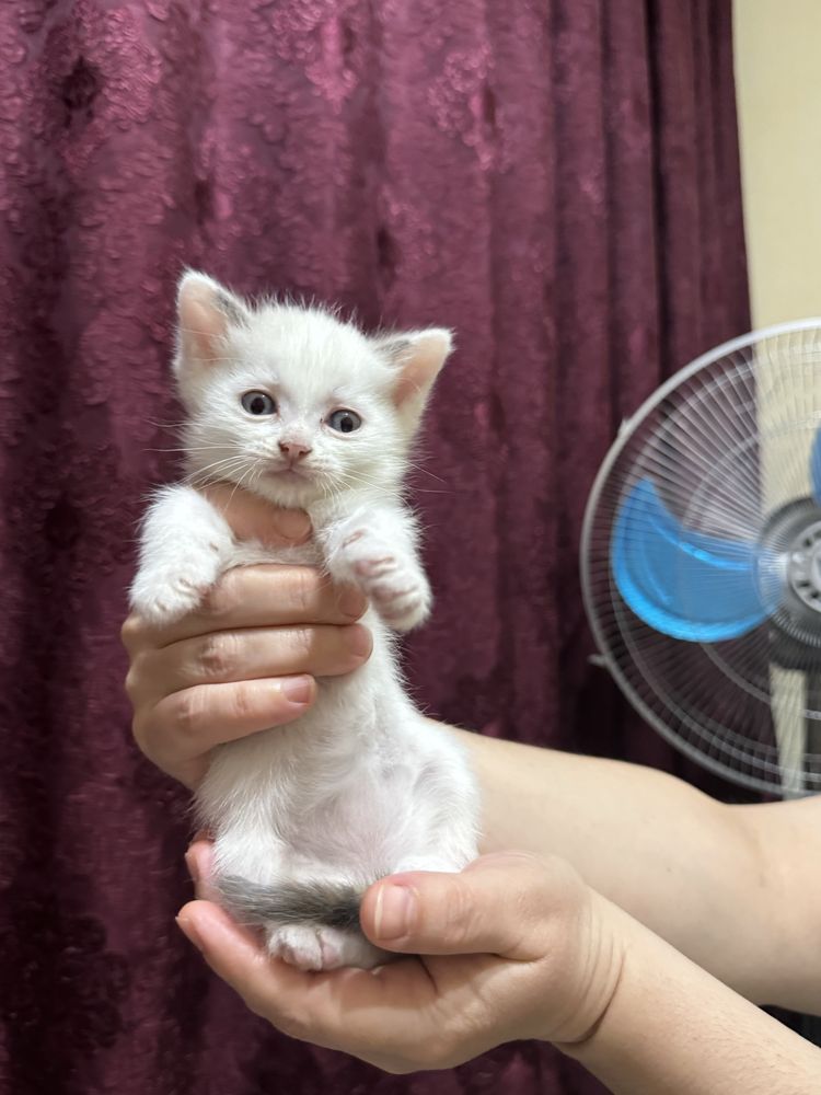 Котенок в добрые руки!