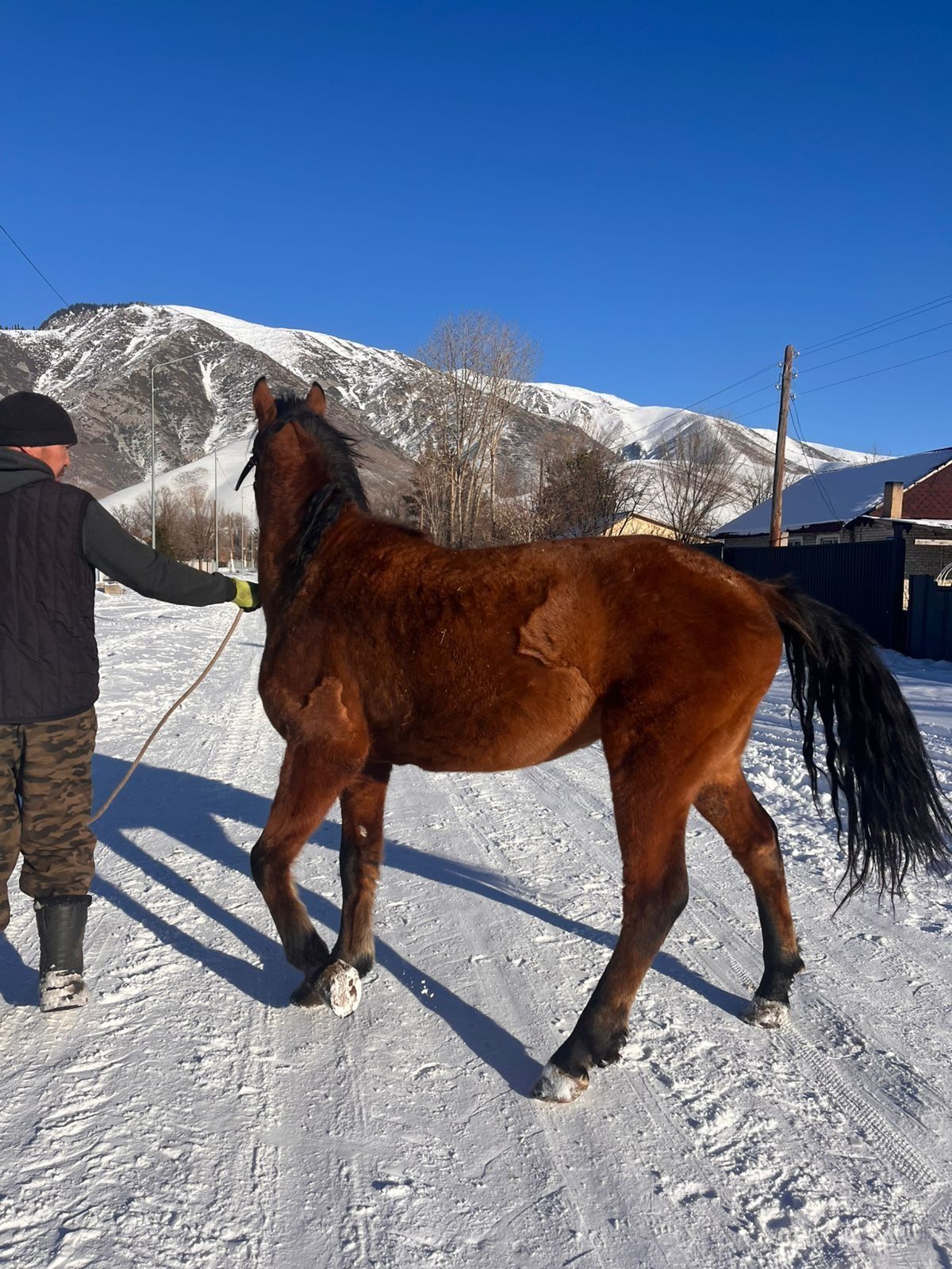 Айгыр сатам, 4 жасар. Продам жеребца  4 года.