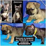 Срочно продаются французский бульдог щенки с питомника