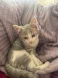 Отдам котика в добрые руки