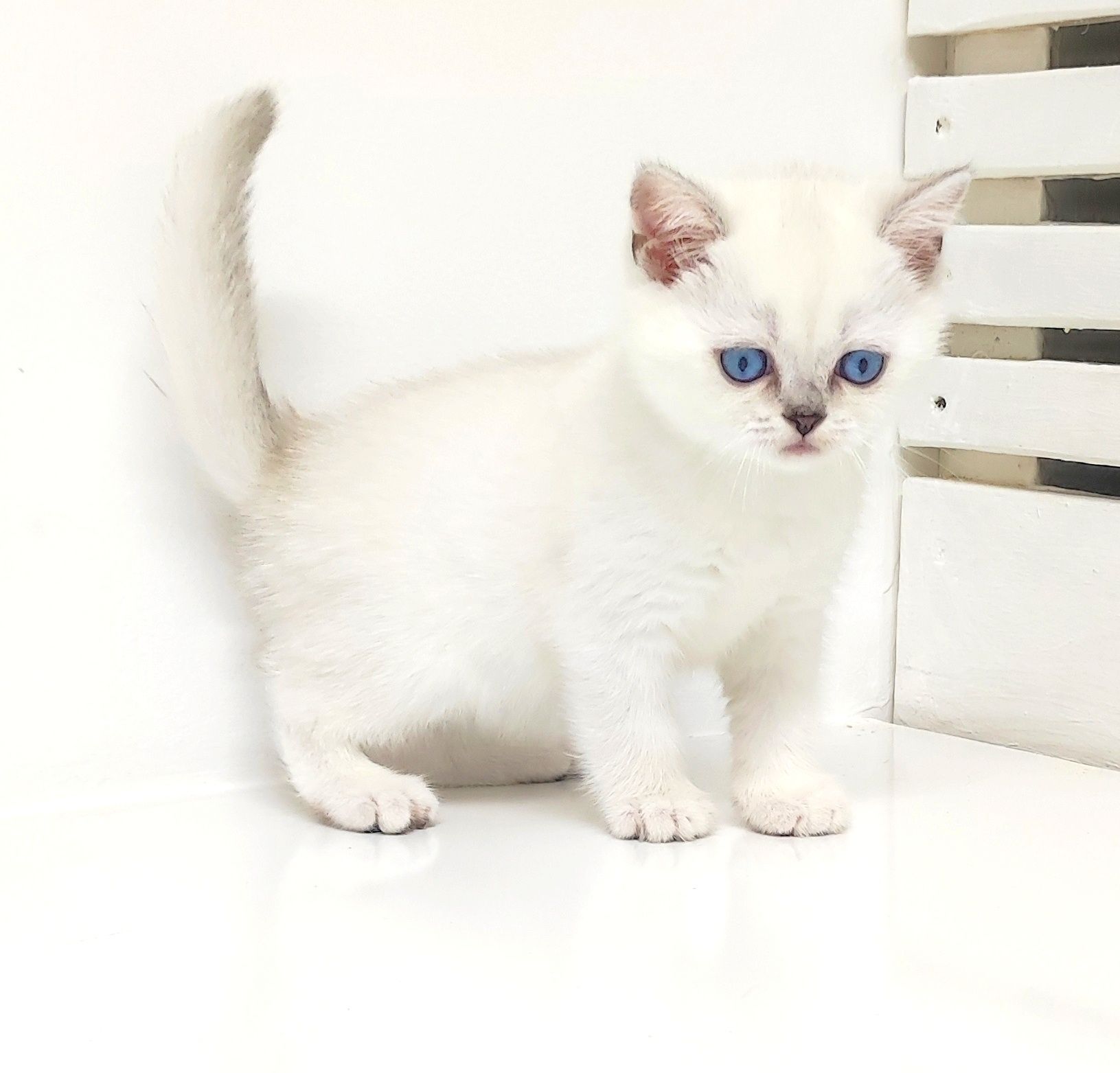 КоТик и коШечкА брИтаНскИе голУбоглАзые