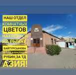 Комнатные цветы в ассортименте!Отдел комнатных цветов в Кокшетау!