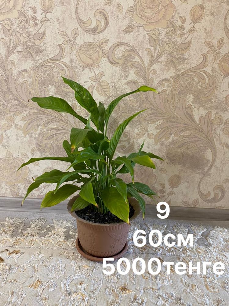 Продам цветы от 1000до 2500