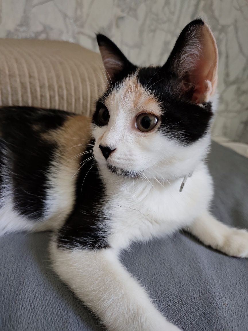 Котенок ищет дом