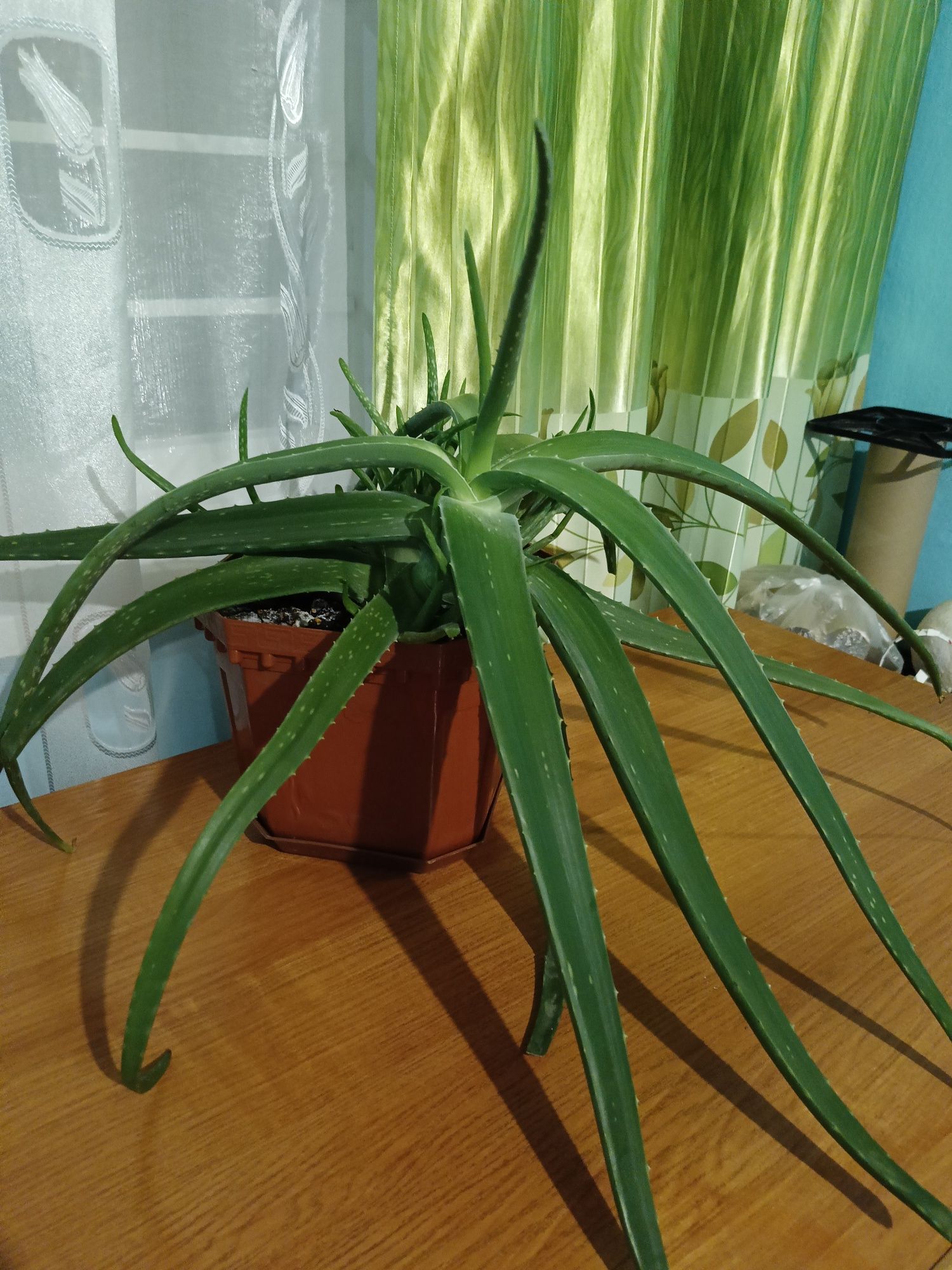 Комнатное растение алоэ
