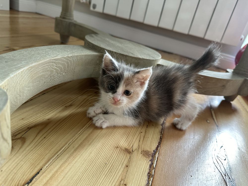 Ищем дом для котят сироток
