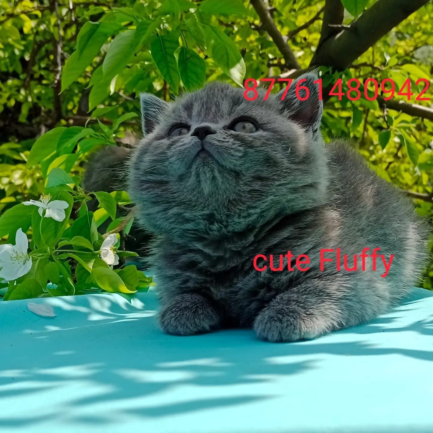 Британцы чистокровные