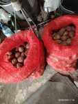 Продам семена картофеля