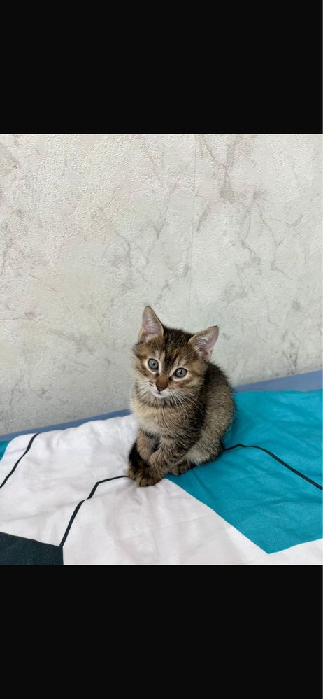 Отдам прекрасных котят в добрые руки
