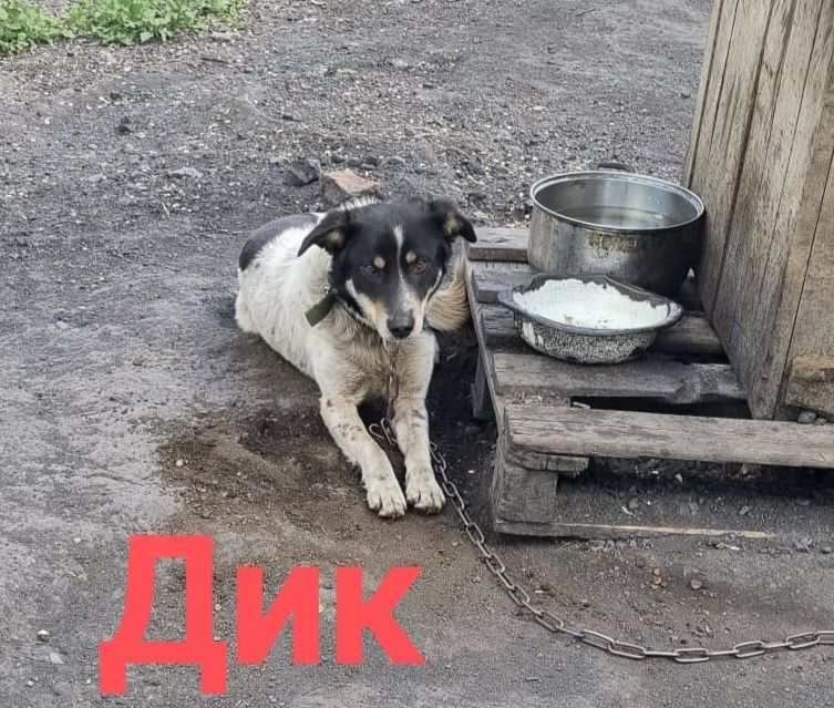 Дарю в добрые руки