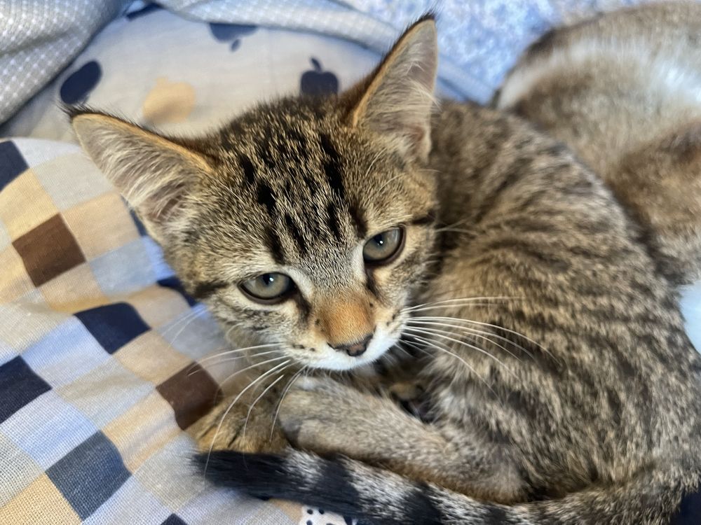 Котята даром 3 месяца