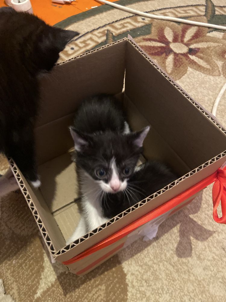 Котята мальчики срочно