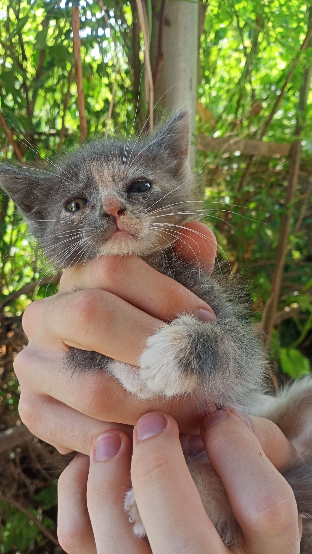 Котята в хорошие руки, бесплатно